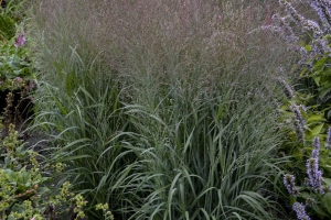 Grass Panicum 'Apache Rose' New 2024